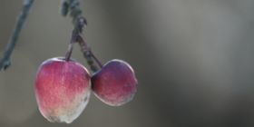 Apfel am Baum im Winter © Zickbauer Natascha
