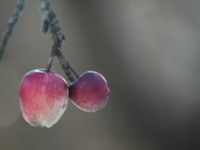 Apfel am Baum im Winter © Zickbauer Natascha