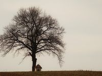 Baum mit Marterl im Winter - Kloster Pernegg © Zickbauer Natascha