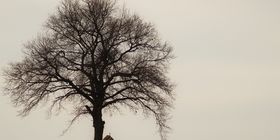 Baum mit Marterl im Winter - Kloster Pernegg © Zickbauer Natascha
