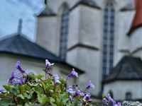 Blumen mit  Kloster Pernegg im Hintergrund © Thomas Fröhlich