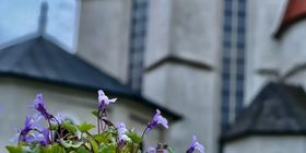 Blumen mit  Kloster Pernegg im Hintergrund © Thomas Fröhlich