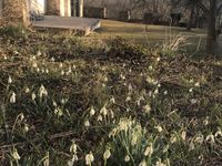Frühling im Klostergarten - Schneeglöckchen © Gini Czernin