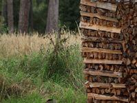 Holzstapel im Wald © Zickbauer Natascha