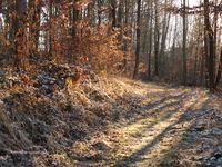 Waldweg im Winter - Kloster Pernegg © Zickbauer Natascha.JPG
